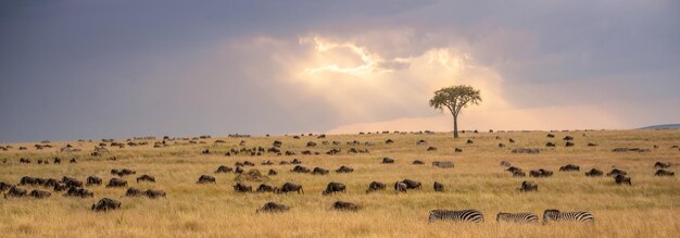 Zebra en las praderas de África Parque Nacional de Kenia