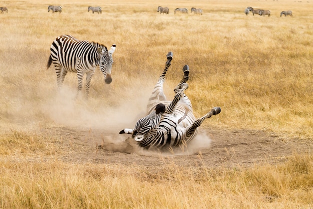 Zebra que está rolando no chão. cratera de ngorongoro, tanzânia