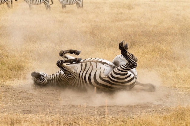 Zebra que está rolando no chão ngorongoro cratera tanzânia