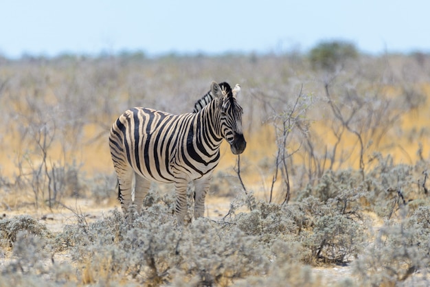 Zebra selvagem andando na savana africana close-up