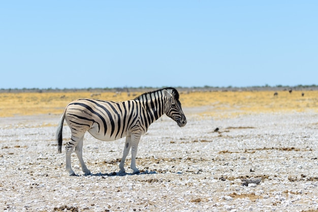 Zebra selvagem andando na savana africana close-up