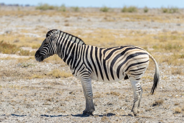 Zebra selvagem andando na savana africana