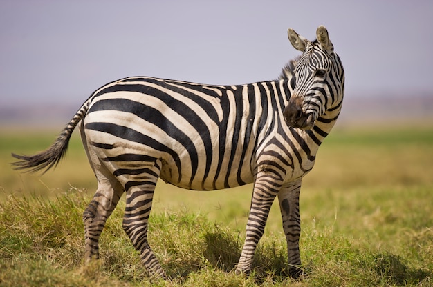 Zebra stehend