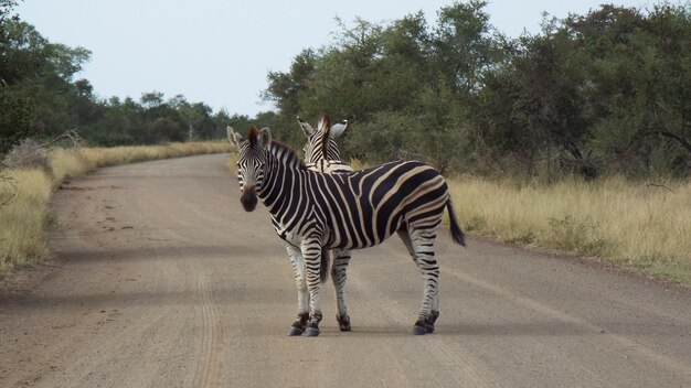 Foto zebra steht an bäumen auf der straße