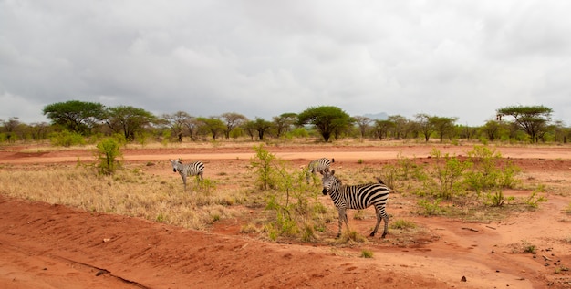 Zebra steht an der Straße in der Savanne