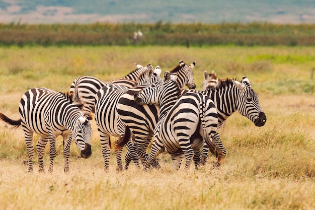 Zebra steht auf dem Feld