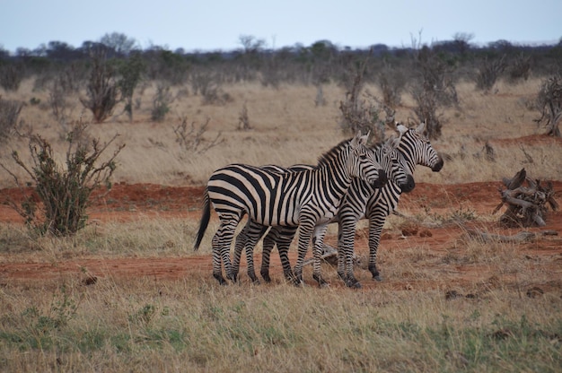 Foto zebra steht auf dem feld