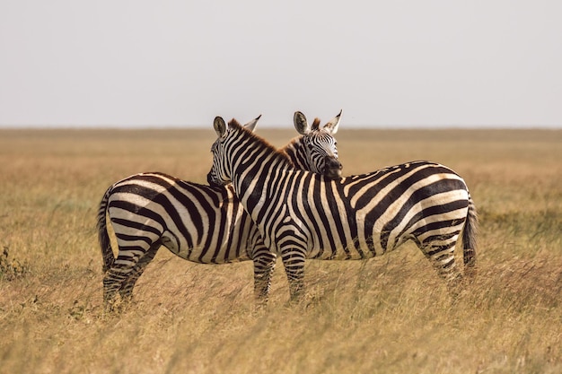 Zebra steht auf dem Feld