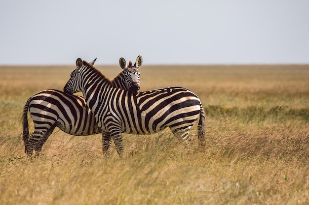 Zebra steht auf dem Feld