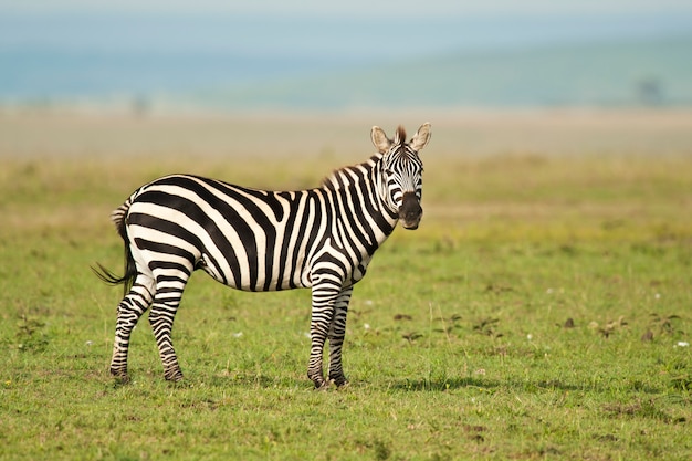 Zebra steht in der Savanne