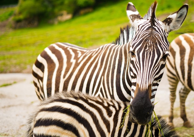 Foto zebra con su hijo debajo