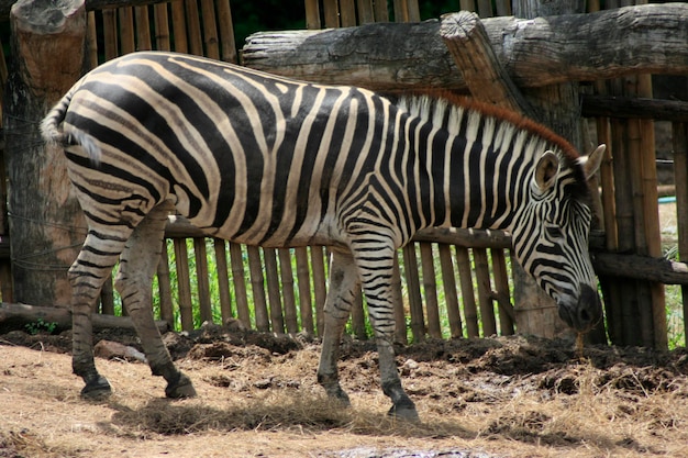 Zebra en su paddock