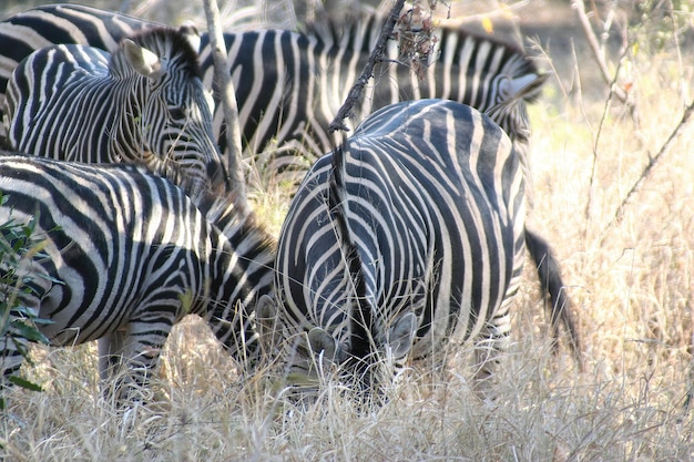 Zebra sul-africana no parque Kruger