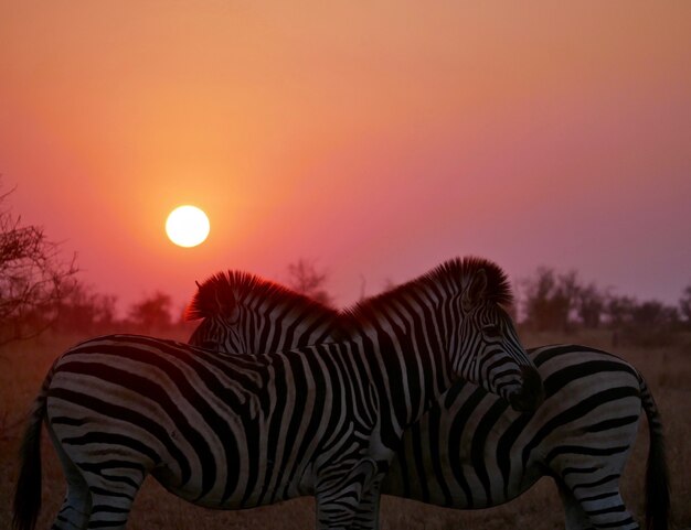 Zebra Sunset en el Parque Nacional Kruger Sudáfrica Fotografía de vida silvestre