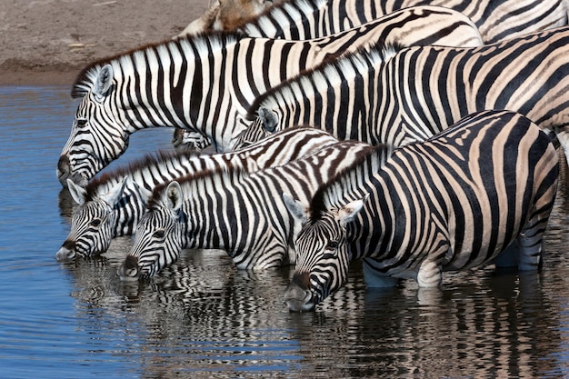 Zebra trinken an einer Wasserstelle Namibia Afrika