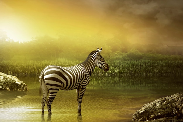 Zebra-Trinkwasser