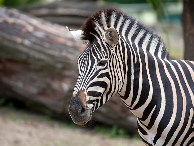 Foto zebra, um retrato