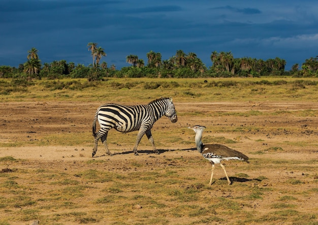 Zebra und afrikanische Großtrappe gehen abends in der Savanne in der Amboseli-Nation aufeinander zu