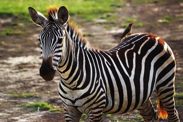 Zebra und Rotschnabel-Madenhacker in der afrikanischen Savanne
