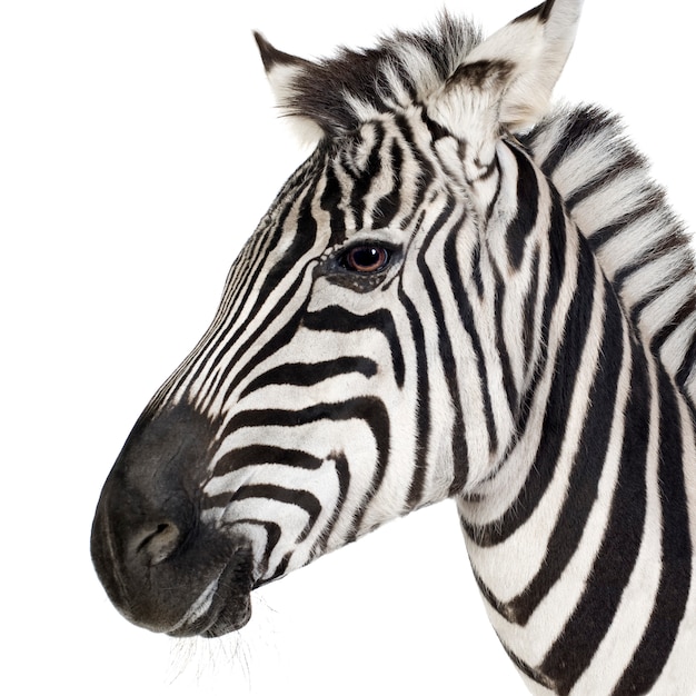 Zebra vorne auf einem weißen isoliert