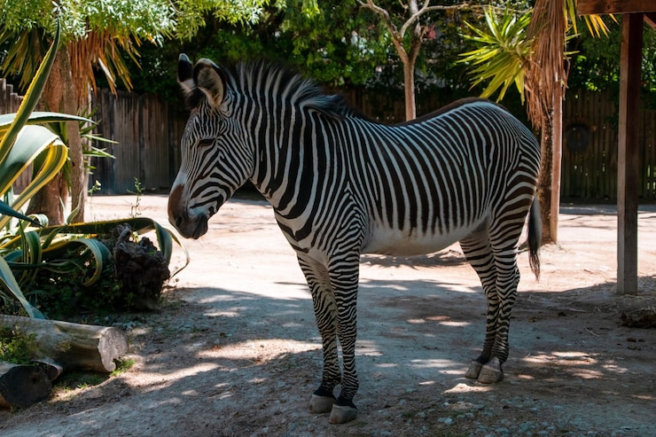 Foto zebra en el zoológico de tailandia