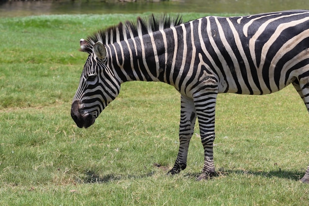 Zebra en un zoológico