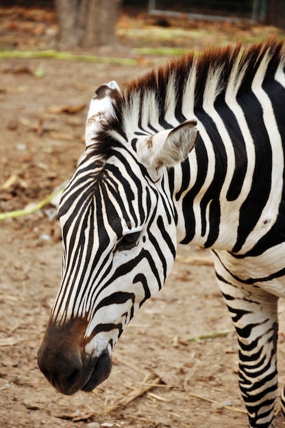 Foto zebra