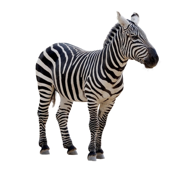 Foto zebra