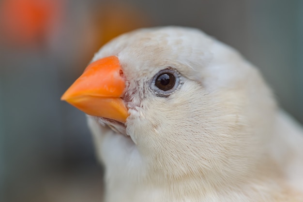 Zebrafinkenvogel in der Natur