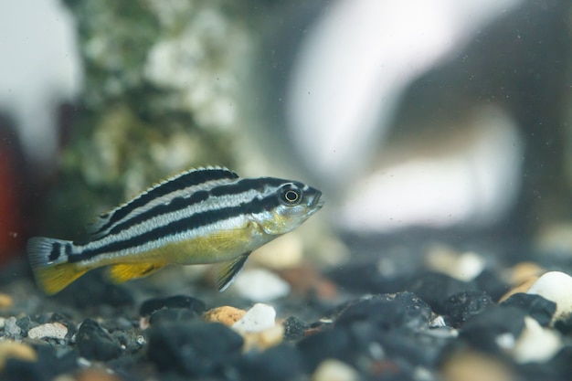 Zebrafisch