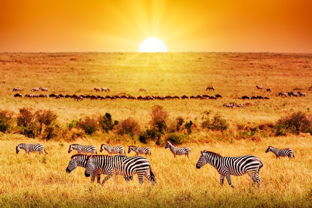 Zebragruppe mit herrlichem Sonnenuntergang in der afrikanischen Savanne. Serengeti-Nationalpark, Tansania. Afrikanische Landschaft der wilden Natur und Safarikonzept.