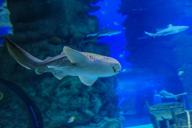 Zebrahai schwimmt gegen Korallen und andere Fische im blauen Wasser. Foto in hoher Qualität
