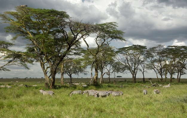 Zebraherde in der Serengeti-Ebene