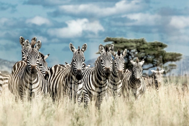 Zebraherde in der wilden Savanne, Serengeti, Afrika,