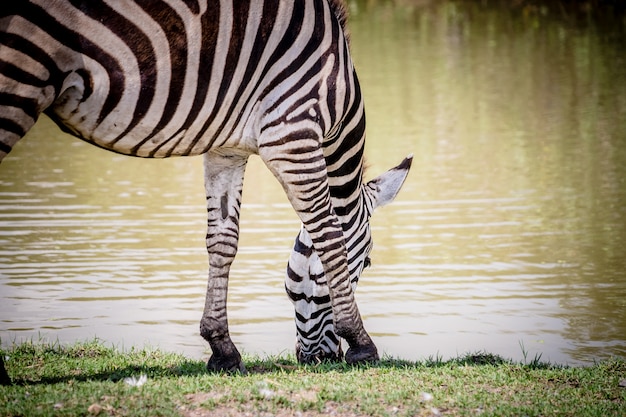 Zebrakopf, der Gras aus den Grund isst