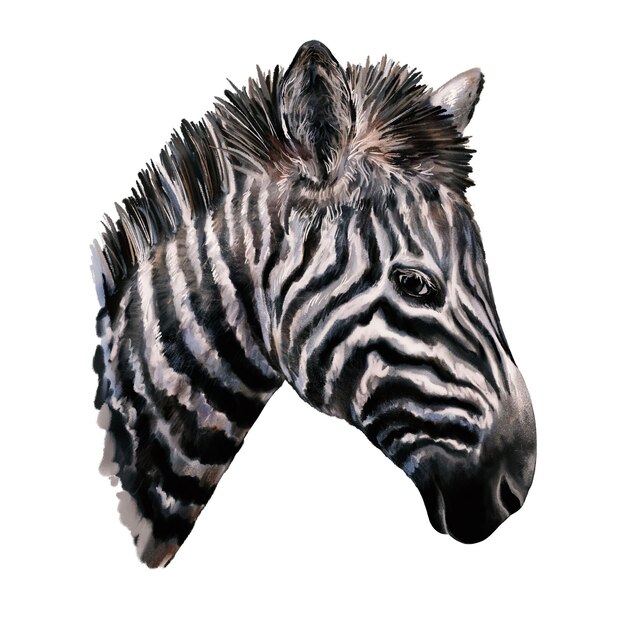 Zebrakopf Porträt eines schwarz-weißen, wild gestreiften Pferdes, afrikanisches Safaritier, realistische künstlerische Illustration, isoliert auf Weiß