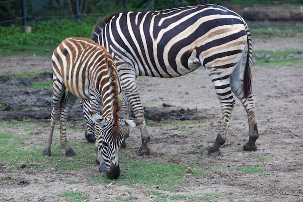 Zebramama und -baby in einem Nationalpark