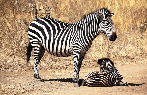 Zebramutter und -baby