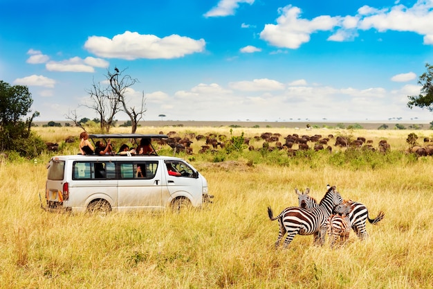 Zebrapaar mit Safariauto in der afrikanischen Savanne