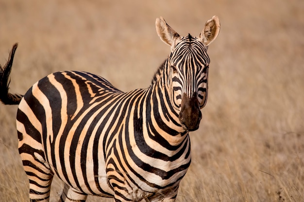 Zebraporträt Tsavo West Nationalpark Kenia Afrika