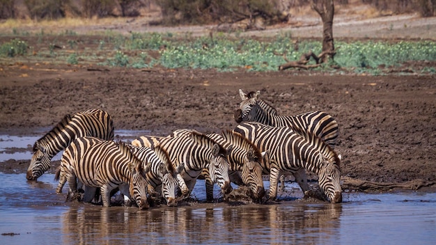 Zebras a beber água do lago.