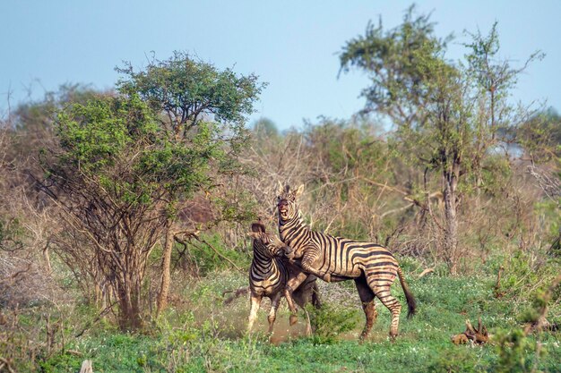 Zebras a lutar em terra