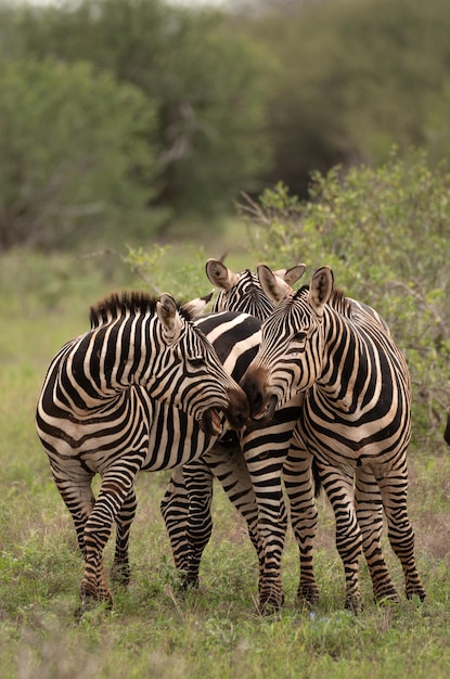 Zebras africanas, safári africano, grupo de zebras africanas no Parque Nacional Serengeti, Tanzânia