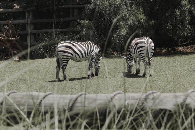 Foto zebras atravessando um campo