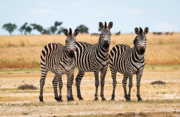 Zebras auf dem Feld gegen den Himmel