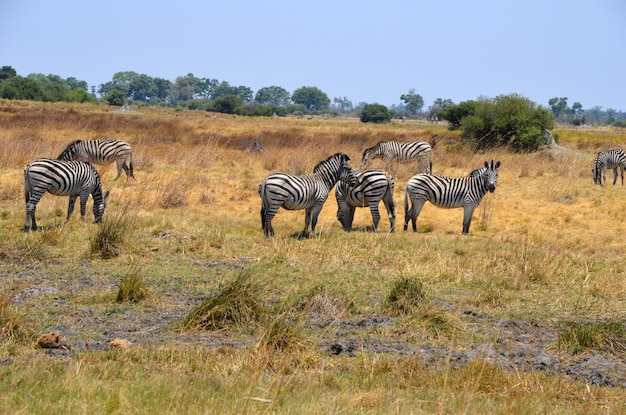 Zebras auf dem Feld gegen den Himmel