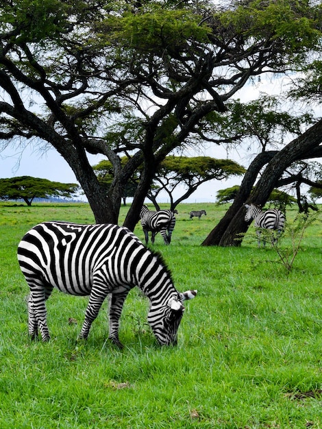 Foto zebras auf dem feld gegen die bäume