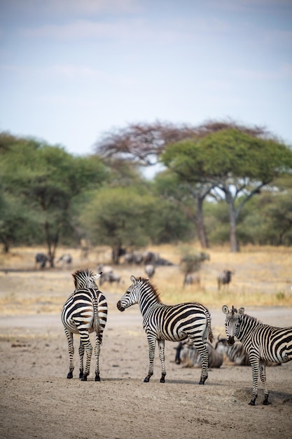 Zebras auf dem Land gegen den Himmel im Wald