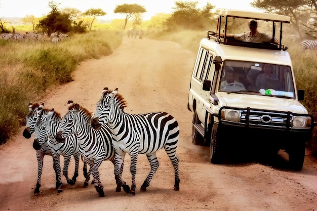 Zebras auf der Straße im Serengeti-Nationalpark vor dem Auto mit Touristen Afrika Tansania