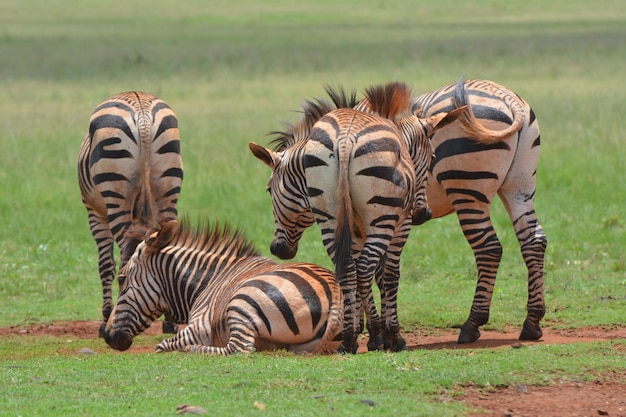 Zebras auf einem Feld